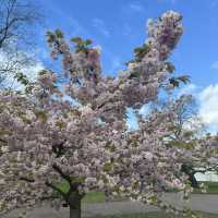Ever so beautifully blossoming Kew Gardens!