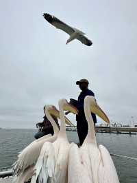 Boat trip with pelicans