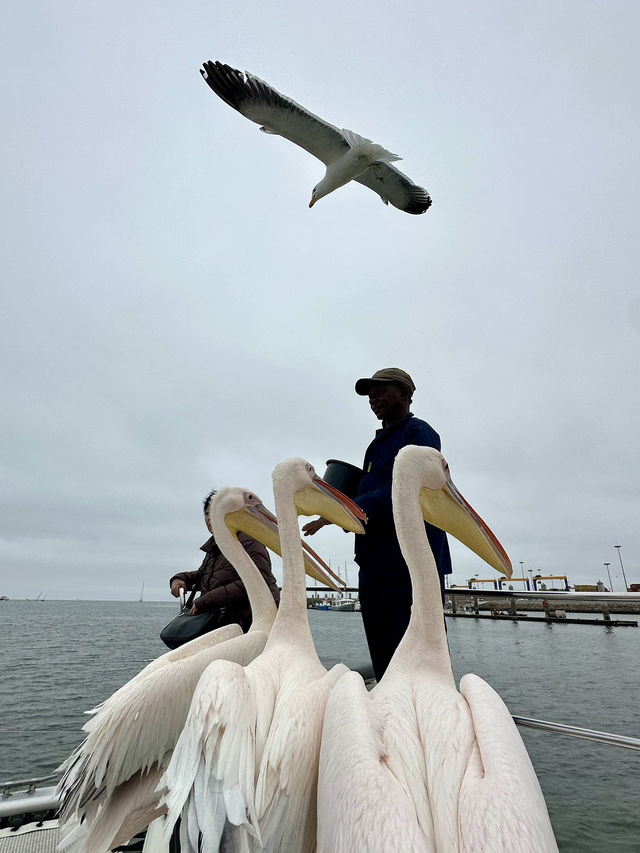 Boat trip with pelicans