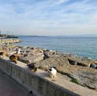 🤩Discover the paradise of cats  🐈‍⬛🐈‍⬛🐈‍⬛🇹🇷