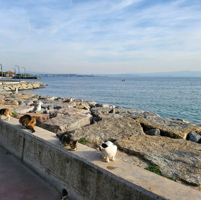 🤩Discover the paradise of cats  🐈‍⬛🐈‍⬛🐈‍⬛🇹🇷
