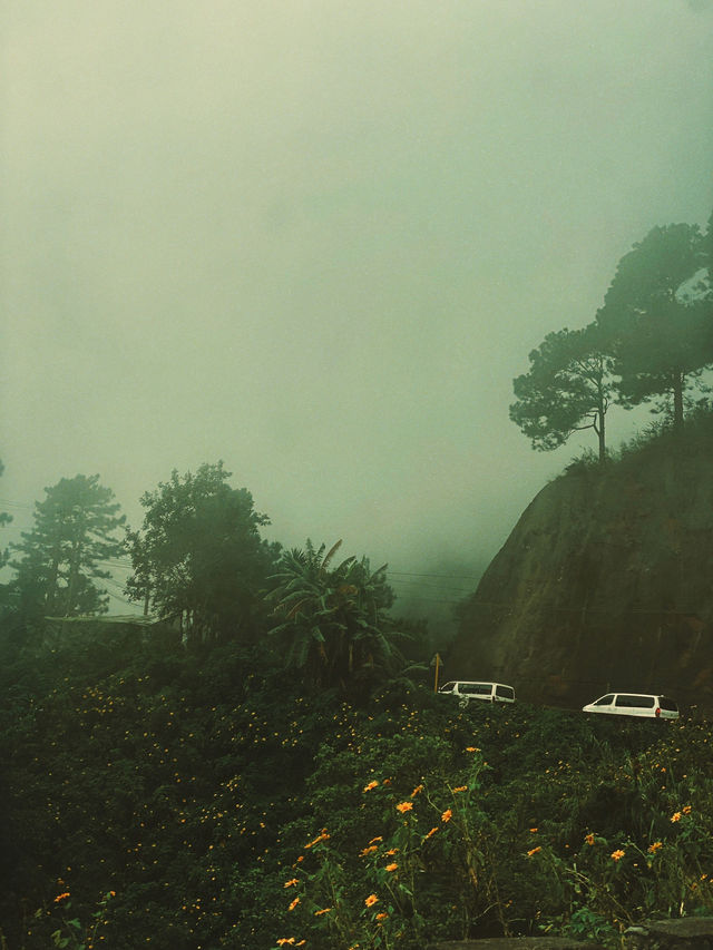 The Vibrant Hills of Baguio 🌼
