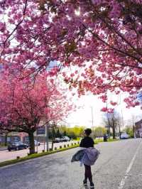April summer blossoms in Newcastle 