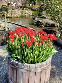 Tulip Heaven at Nabana no Sato in Spring