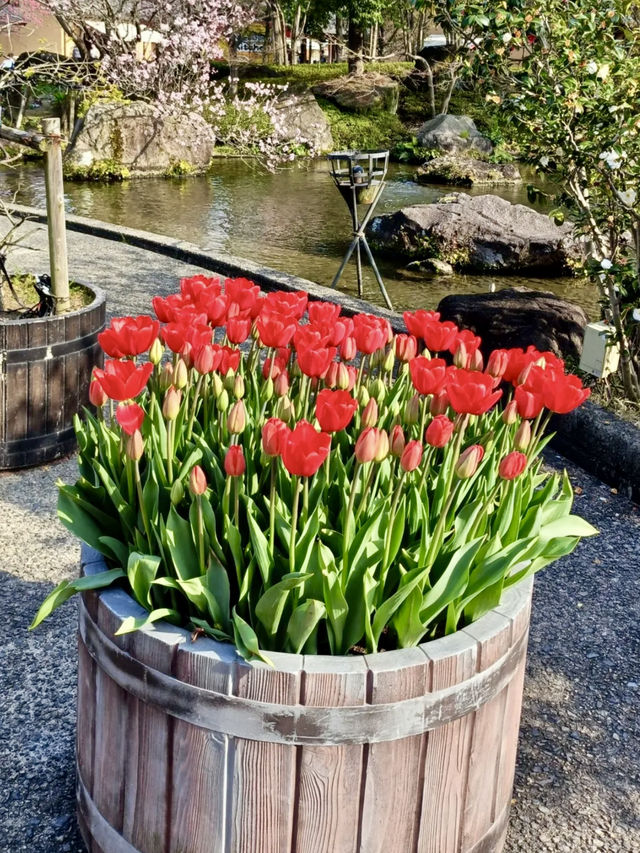 Tulip Heaven at Nabana no Sato in Spring