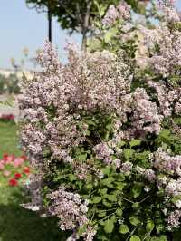 Spring Blossoms at Turan Park