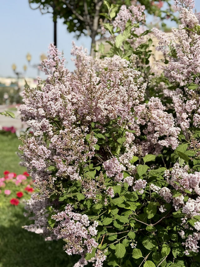 Spring Blossoms at Turan Park