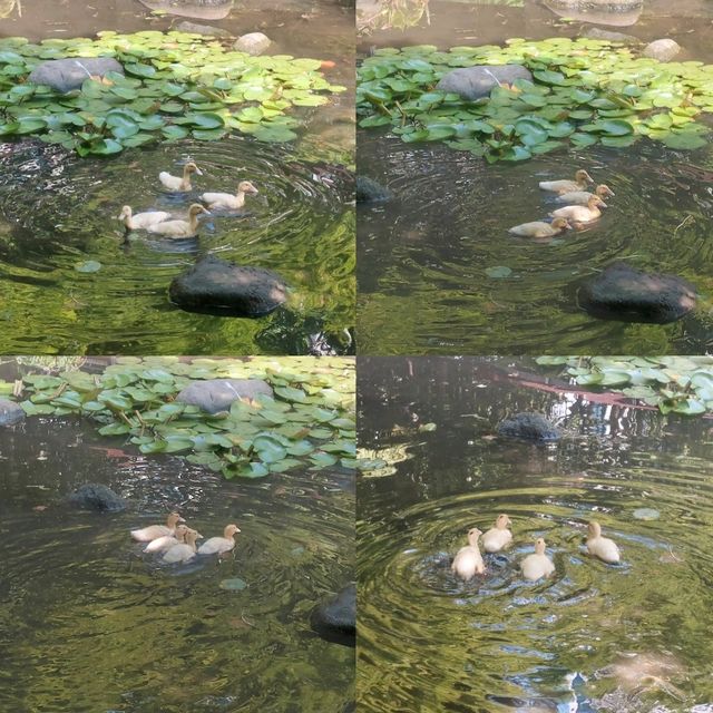 Little parks in Shanghai, little water worlds in the heart of the city