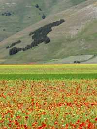 🌼 A Sea of Blossoms – Castelluccio di Norcia, Italy