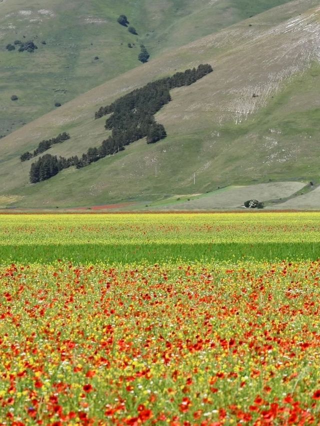 🌼 A Sea of Blossoms – Castelluccio di Norcia, Italy