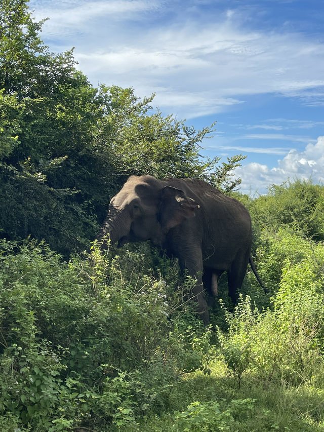 🇱🇰 Udawalawe – Where the Wild Still Roams 🇱🇰 Udawalawe – Where the Wild Still Roams