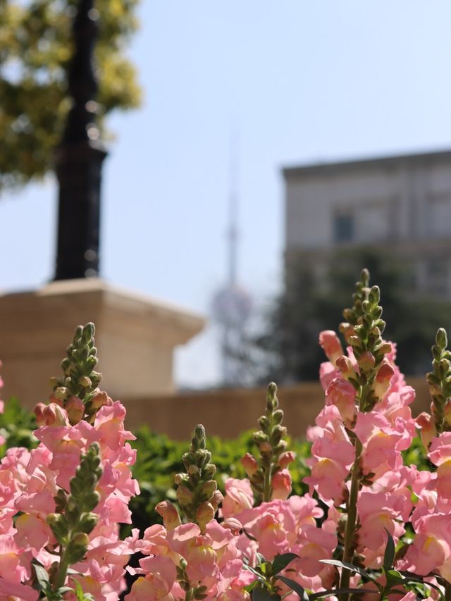 Springtime Nature in Shanghai🇨🇳♥️