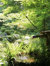 Kyoto's Sanzen-in Temple | The scenery changes with the seasons, with various flowers and plants.