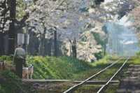 Cherry Blossom Train | Ashino Park in Aomori Prefecture, Japan