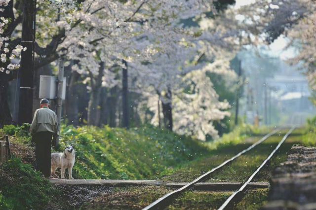 Cherry Blossom Train | Ashino Park in Aomori Prefecture, Japan