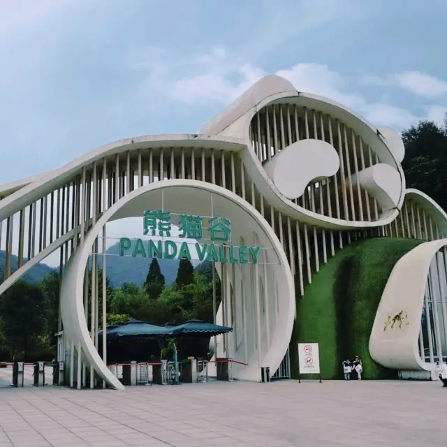 Panda Breeding Center in Dujiangyan! 🇨🇳