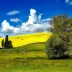 SunflowerMeadow551