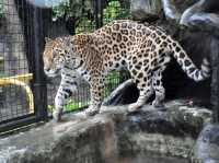 Up Close with Beautiful Animals!🇵🇭