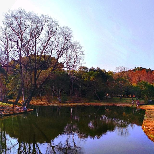 Golden forest 