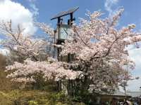 私が宣言します：京都は魅惑的な桜🌸の天国です！
