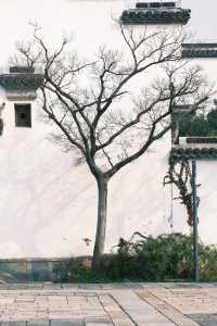 不是日本,真的真的是上海!!