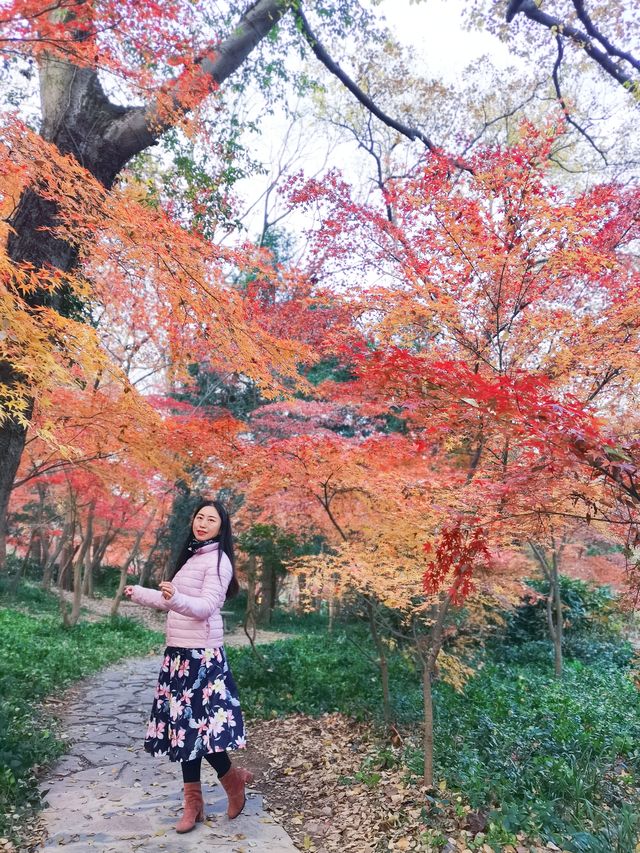 12/6實拍 中山植物園 紅楓崗 拍照機位分享