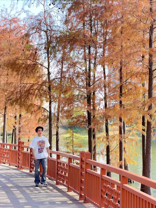 【Guangzhou】Another divine Metasequoia spot, the significance of live photos
