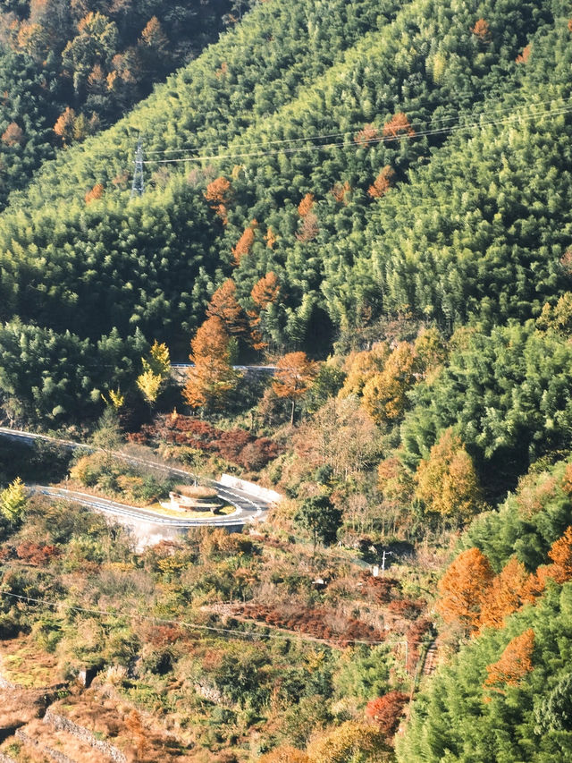 四明山的深秋調色盤|||山，水，樹，人文融為一體的古村落