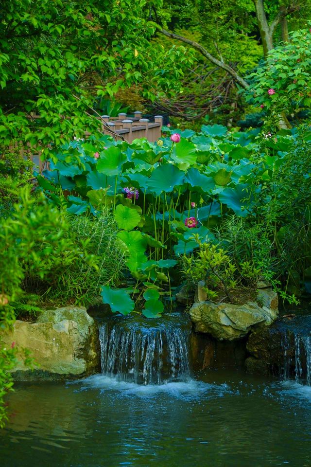 四川成都｜南郊公園｜逛城市中的桃花源