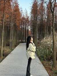 南昌有座“漂浮森林”層林盡染美如畫