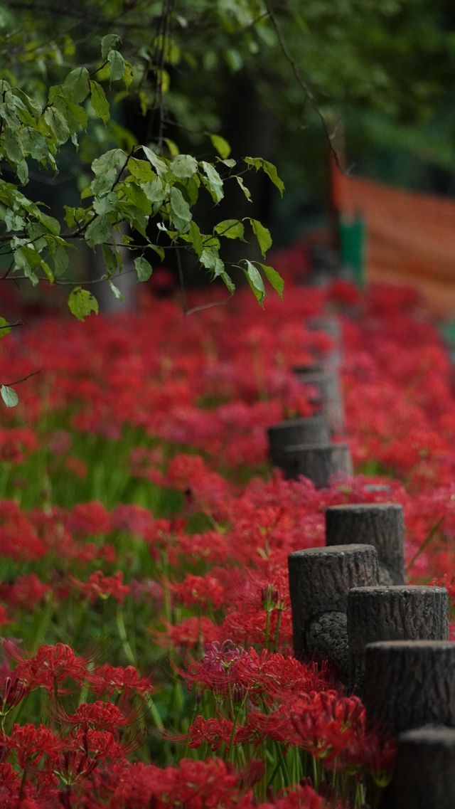 【就愛逛公園】巾著田彼岸花公園：500萬曼珠沙華驚艷絕美