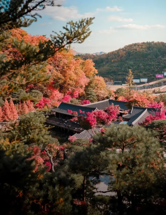 韓国京畿道の紅葉電車|秋の美しさを味わう時