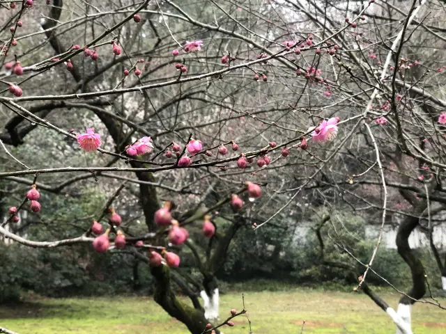 Where to go for plum blossom viewing in Hangzhou in 2024? Come to 'Lingfeng Plum Exploration'