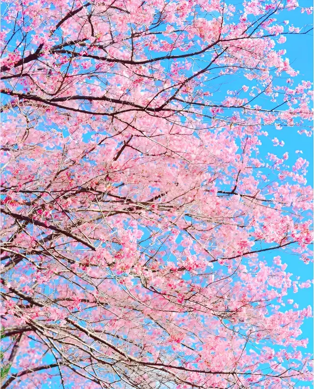 It's in Guangdong! 30,000 cherry blossoms are blooming! My WeChat Moments are blowing up