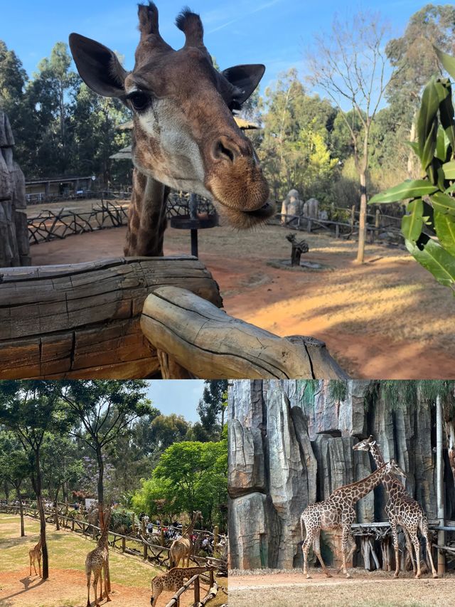 雲南野生動物園真的太離譜了含避坑指南