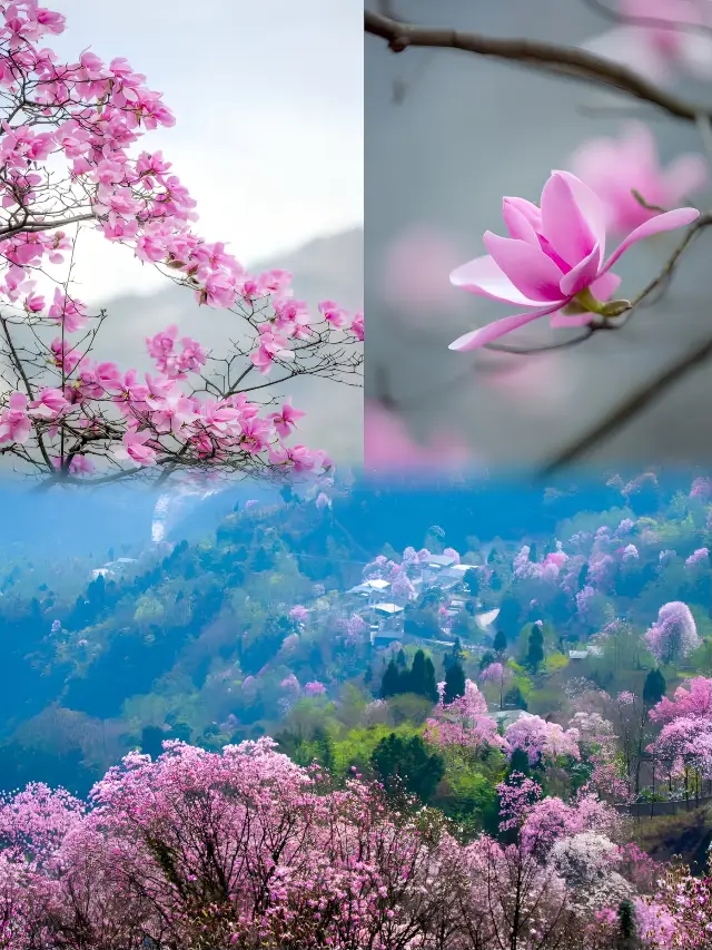 Starting next week, this will probably be the most beautiful pink spring around Chengdu