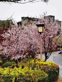 【多彩貴州】薏品田園(一):春到人間草木知