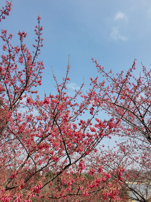 南京空氣好，景色好！銀杏湖如畫春天