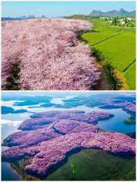 全球最大櫻花林，不輸日本