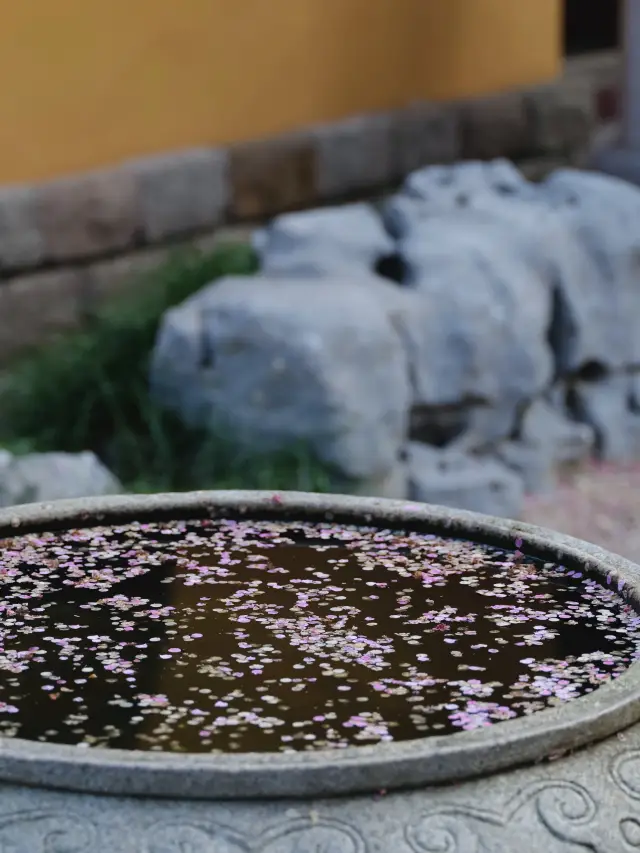 Plum Blossom Appreciation at Huzhou Tiefo Temple