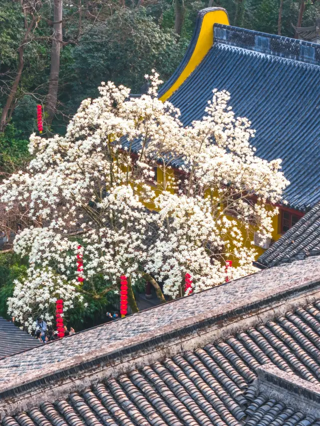 The number of flowers at Faxi Temple is not as abundant as in previous years, but it is still stunning in the Jiangsu, Zhejiang, and Shanghai region