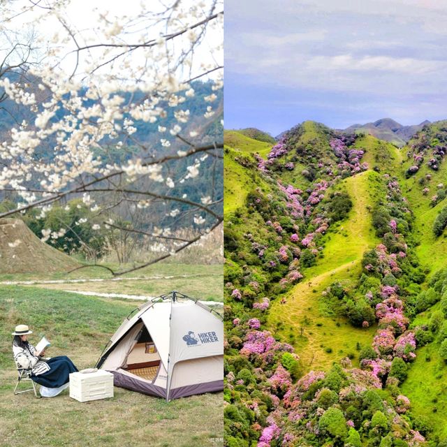 下個月！廣東這個高山草甸滿山杜鵑花盛開！