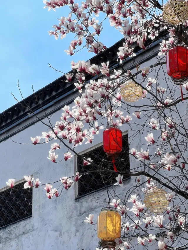 The beauty of the magnolias in Jichang Garden is so radiant, it's the perfect time in March