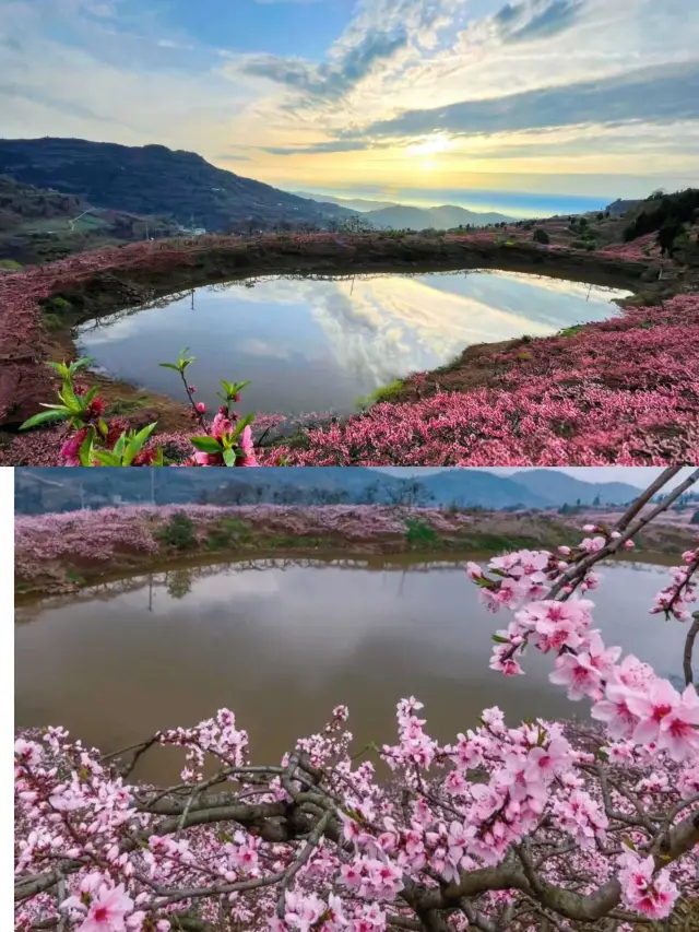 In Chengdu, the most beautiful peach blossoms are here