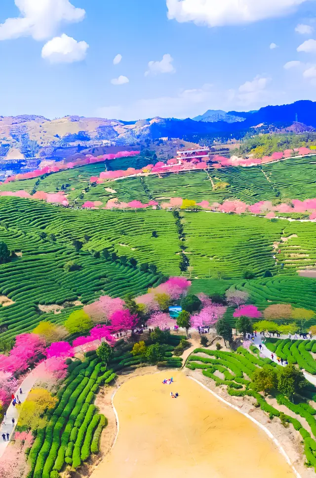 In Fujian! There's no need to go all the way to Japan to enjoy cherry blossoms, Yongfu Cherry Blossom Garden is waiting for you to explore