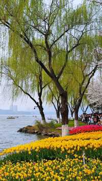 萬萬沒想到，瓜渚湖的櫻花竟然可以這麼美！