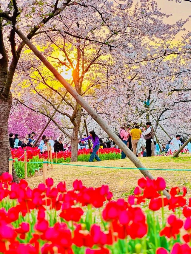 春日賞花去東湖｜東湖賞花去磨山