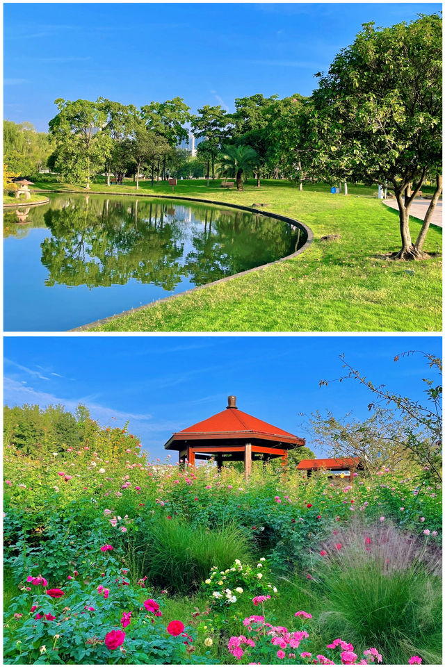 地鐵直達杭州這個公園開著漂亮的花