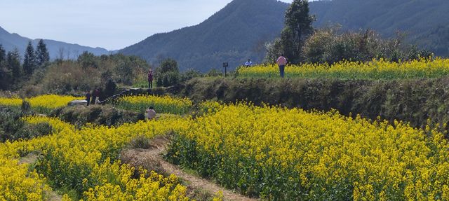 陽春3月有新約！一起去婺源看油菜花哦