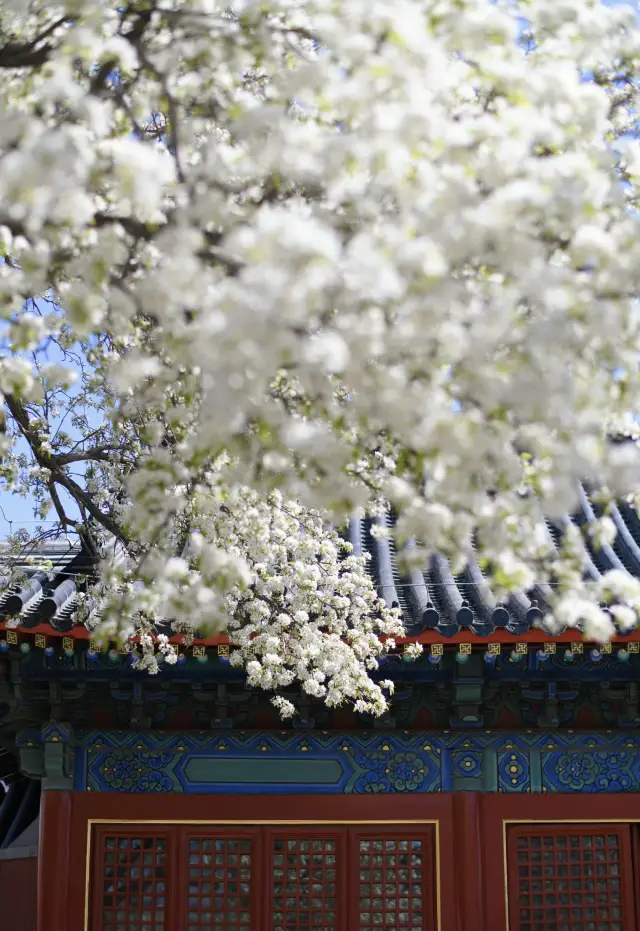 北京最美的梨花，已經到了最佳觀賞期 錯過再等一年！